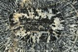 Polished Orbicular Granite Section - Western Australia #314215-1
